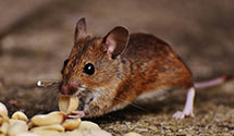commercial-pest-management Experts in Myrtle Grove